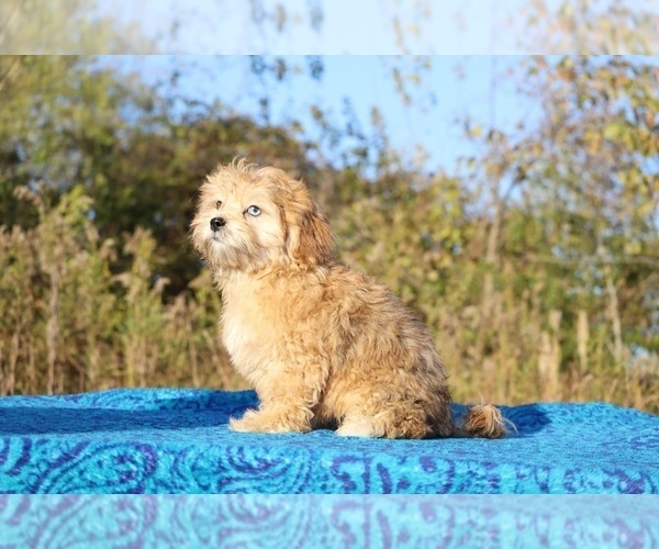 Medium Photo #14 ShihPoo Puppy For Sale in DYERSBURG, TN, USA