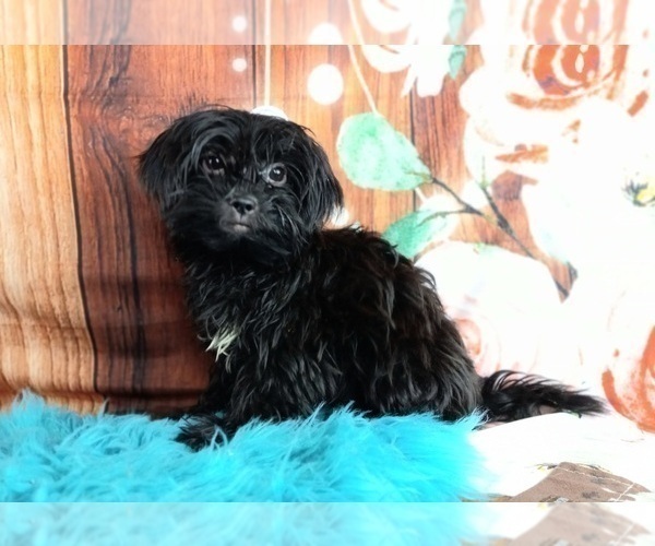 Medium Photo #2 Shorkie Tzu Puppy For Sale in CARTHAGE, TX, USA