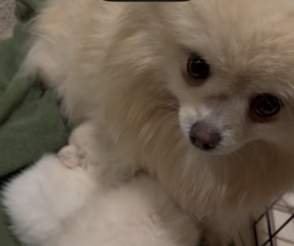 Medium Photo #1 Pomeranian Puppy For Sale in CONCORD, CA, USA