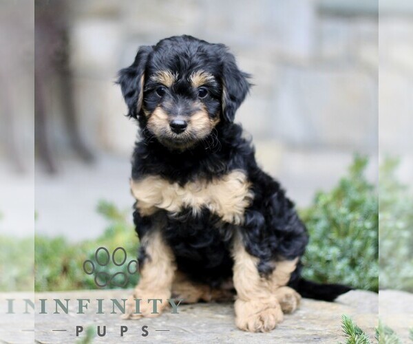 Medium Photo #1 Cavapoo (Miniature) Puppy For Sale in KINZERS, PA, USA