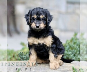 Cavapoo (Miniature) Puppy for sale in KINZERS, PA, USA