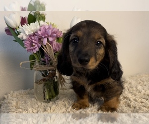 Dachshund Puppy for sale in FRANKLIN, IN, USA