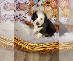 Miniature Australian Shepherd Puppy for sale in ROSEVILLE, CA, USA