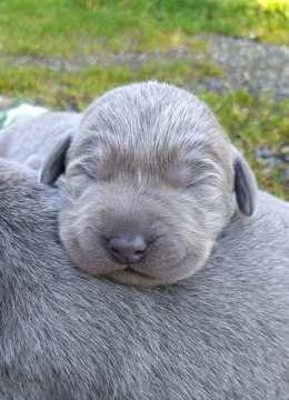 Medium Photo #6 Labrador Retriever Puppy For Sale in OLYMPIA, WA, USA