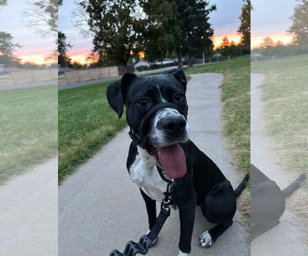 Medium Photo #1 Boxador Puppy For Sale in MIDWAY, UT, USA