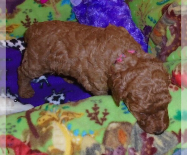 Medium Photo #5 Poodle (Standard) Puppy For Sale in CLATSKANIE, OR, USA