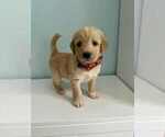 Small Photo #4 Aussiedoodle-Labradoodle Mix Puppy For Sale in BRYANTOWN, MD, USA