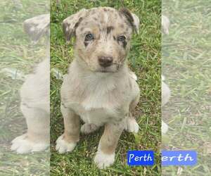 Australian Shepherd-Unknown Mix Dogs for adoption in Alexander, AR, USA