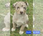 Small Australian Shepherd Mix