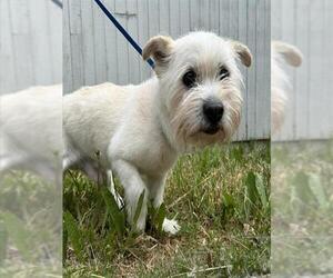 Mutt Dogs for adoption in Anchorage, AK, USA