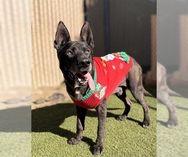 Medium Photo #1 German Shepherd Dog-Unknown Mix Puppy For Sale in Chula Vista, CA, USA