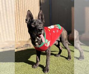 German Shepherd Dog-Unknown Mix Dogs for adoption in Chula Vista, CA, USA