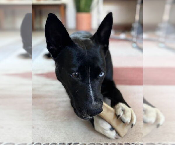 Medium Photo #6 Siberian Husky-Unknown Mix Puppy For Sale in San Diego, CA, USA