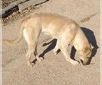 Small #10 Mutt
