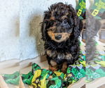 Small Photo #12 Bernedoodle (Miniature) Puppy For Sale in SPARTA, MO, USA