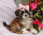 Small #2 Shih Tzu
