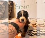 Puppy Hangman Bernese Mountain Dog