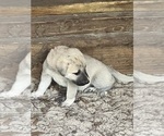 Small #1 Anatolian Shepherd