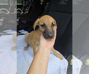 Boxer-Unknown Mix Dogs for adoption in Conroe, TX, USA