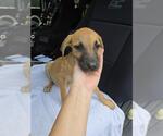 Small Boxer Mix