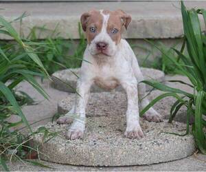American Bully Puppy for sale in CHAMPAIGN, IL, USA
