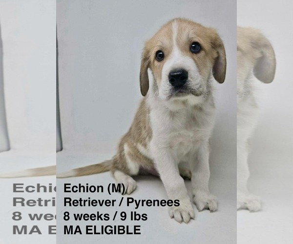 Medium Photo #1 Great Pyrenees-Retriever  Mix Puppy For Sale in pomfret, CT, USA