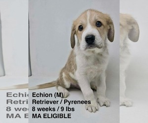 Great Pyrenees-Retriever  Mix Dogs for adoption in pomfret, CT, USA