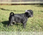 Small #1 Pug