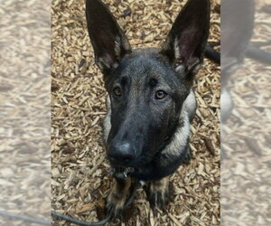German Shepherd Dog-Holland Shepherd Mix Dogs for adoption in Imlay City, MI, USA