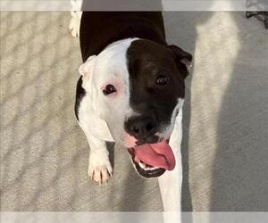 Mutt Dogs for adoption in Tulsa, OK, USA