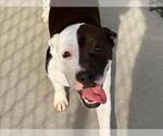 GERTY (GERTRUDE) - Female Mutt Dog for Adoption - Small photo
