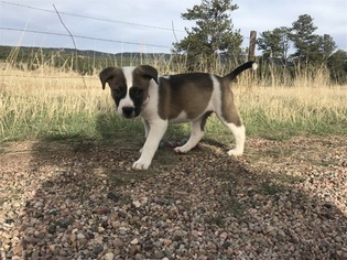 American Staffordshire Terrier-Siberian Husky Mix Puppy for sale in WHEAT RIDGE, CO, USA