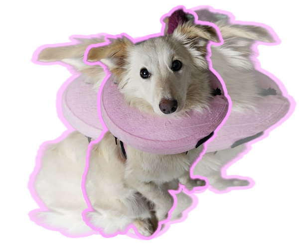 Medium Photo #1 Pomeranian-pomeranian spitz Mix Puppy For Sale in Jackson, NJ, USA