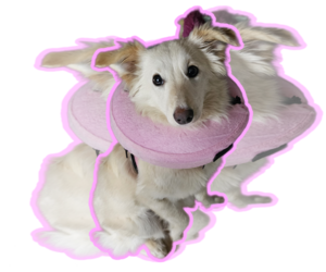 Pomeranian-pomeranian spitz Mix Dogs for adoption in Jackson, NJ, USA