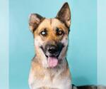 Small German Shepherd Dog
