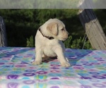 Small Photo #3 Goldendoodle Puppy For Sale in UNION CITY, TN, USA