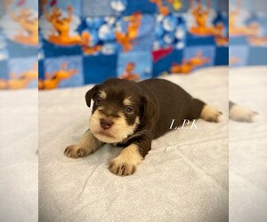 Schnauzer (Miniature) Puppy for sale in WINNSBORO, LA, USA