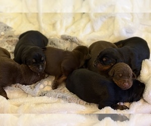 Doberman Pinscher Litter for sale in COOKEVILLE, TN, USA
