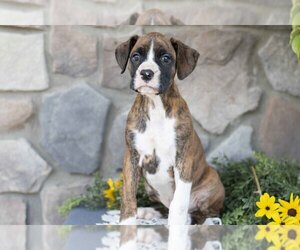 Medium Boxer