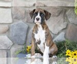 Puppy Charlie Boxer