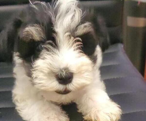 Medium Photo #1 Schnauzer (Miniature) Puppy For Sale in GREELEY, CO, USA