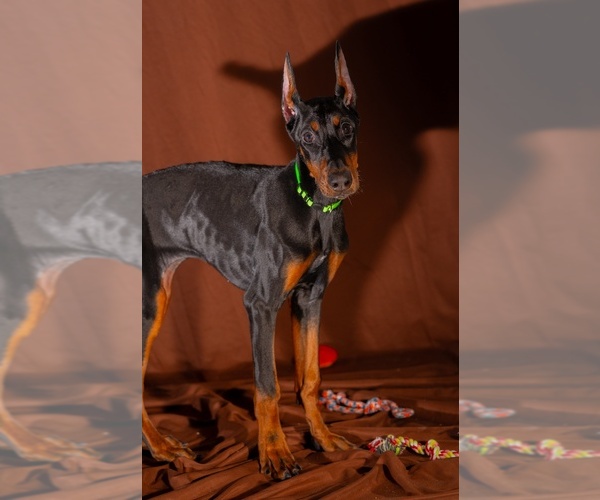 Medium Photo #2 Doberman Pinscher Puppy For Sale in RIVERDALE, MD, USA