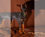 Small #1 Doberman Pinscher
