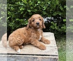 Small #1 Goldendoodle (Miniature)