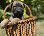 Puppy Star Belgian Malinois