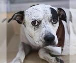 Small Photo #2 Mutt Puppy For Sale in San Antonio, TX, USA
