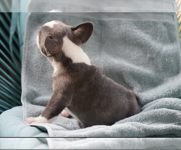 Medium Photo #6 French Bulldog Puppy For Sale in TAMPA, FL, USA