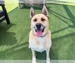 Small #2 Akita Mix