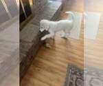 Small #2 Great Pyrenees Mix