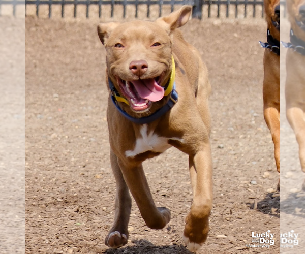 Medium Photo #22 Labrador Retriever-Unknown Mix Puppy For Sale in Washington, DC, USA